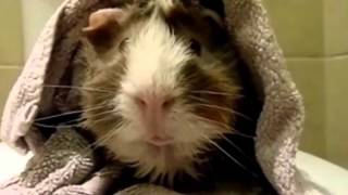 Pet Interviews  Guinea Pig [upl. by Roxine]