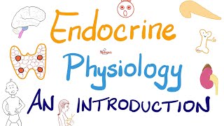 Endocrine Physiology Part 2  Endocrinology [upl. by Cuthburt]