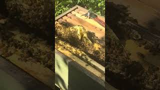 Пчёлки Bienen bienen пчёлы shots shortvideo short [upl. by Neerroc]