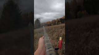 PA Pheasant Hunting Flushing a big rooster pheasanthunting rooster weatherby birdhunting [upl. by O'Donovan593]