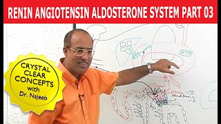 Renin Angiotensin Aldosterone System  RAAS Part 3👨‍⚕️ [upl. by Rebba]