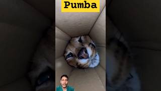 Pumba and cat 😺 shortsfeed funny shorts kitten [upl. by Nimrahc]