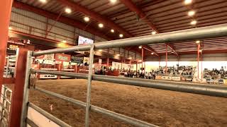 Bull Riders try to catch cattle with there horses are they fast enough to Win [upl. by Mas]