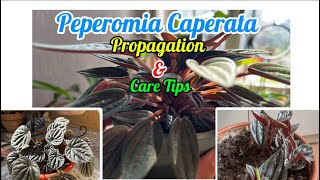 PEPEROMIA CAPERATE CAREPeperomia Propagation Soil Mix and Care Tips🌱🌱peperomia​⁠Sarulimbu123 [upl. by Krishna233]