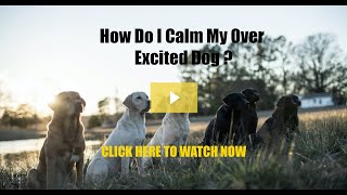 How to Calm an Over Excited Dog [upl. by Dloraj]