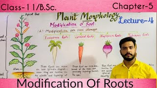 Modifications of Roots जड़ों का रूपांतरण Class11 amp BSc  Morphology Of flowering plants [upl. by Tommi96]