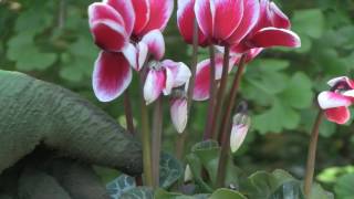 Cyclamen Plant Care  Indoor Growing Conditions [upl. by Auqinaj]