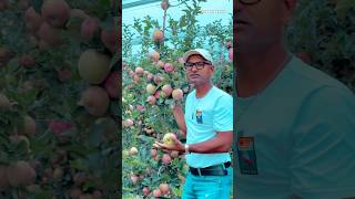 ইতালির আপেল বাগান jabedekram italyprobashi italy Bangladesh farming fruit foryou funny [upl. by Ayanej]