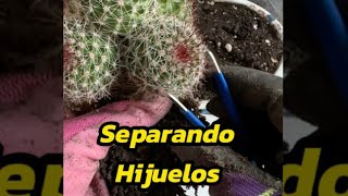 Cómo separar los hijos de nuestros cactus [upl. by Annuhsal426]