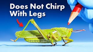 Everything You Didnt Know About Grasshoppers [upl. by Oiznun]