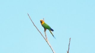 Aves do Brasil O canto da Jandaiaverdadeira Aratinga jandaya  Jandaya Parakeet [upl. by Kevon930]