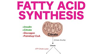 Fatty Acid Synthesis [upl. by Chi897]