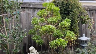 Pieris Japonica Cloud Pruning 2021 Part 3 of 3 [upl. by Nowaj]