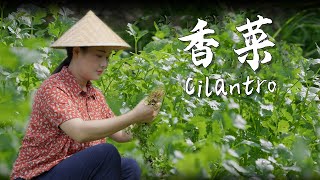 Cilantro—the essence of seasonal flavors and my quotsoulmatequot in the kitchen 【滇西小哥】 [upl. by Ahsiri]