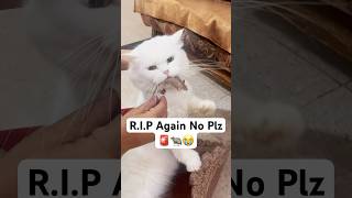 RIP Not this time 🚨😭 shorts dog husky trendingsongs cat [upl. by Yoral]