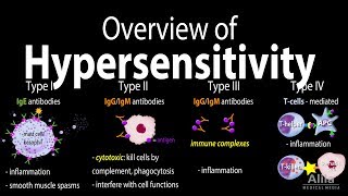 Hypersensitivity Overview of the 4 Types Animation [upl. by Olette]