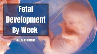 Fetus Progression  Fetal Progression  Fetus Development Stages  Fetal Development By Week [upl. by Eeryt]