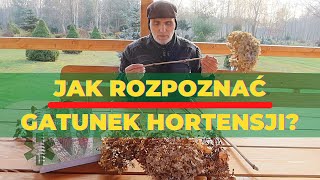 Jak rozpoznać gatunek hortensji [upl. by Ecirrehs]