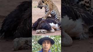 Tiger Vs Austrian animals  animals shortsvideo viralvideo wildlife [upl. by Hutton806]