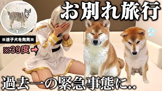 【迷子犬に遭遇】離れて暮らす柴犬こまちゃん達との旅行が予想外のハプニングamp癒しの回になりました。「飼い主熱暴走する」 [upl. by Yelsel629]