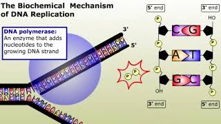 The Biochemical Mechanism of DNA Replication [upl. by Philipp]