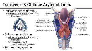 Larynx Pharynx and CST LO 8  Intrinsic Laryngeal Muscles [upl. by Niwdla]