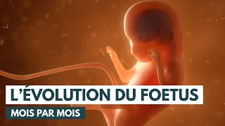 Le développement du fœtus  Évolution grossesse  Animation 3D [upl. by Adiasteb]