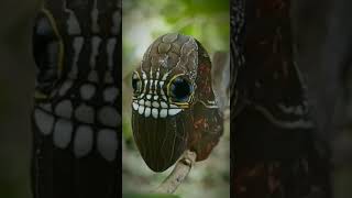 Rare Pink Underwing Moth Caterpillar [upl. by Egbert]