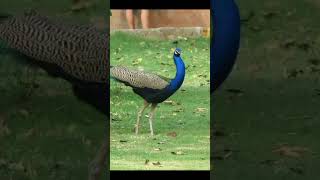 Peacock dancing songPeacock beautifulanimals liferbirds beautifulbirds youtubeshorts zoo amaz [upl. by Merla]