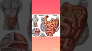 DUODENUM meaning and function icsebiology digestivesystem 9thclass duodenum [upl. by Alyek374]