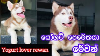 Yogurt lover Revan🐶❤️ යෝගට් පෙරේතයා රේවන් [upl. by Franklin]