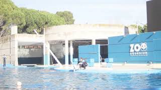 Sea Shepherd Releases Ground Breaking Footage of Madrid Dolphinarium [upl. by Ecnarf46]