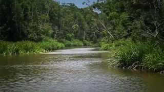 Wonderful Indonesia  Tanjung Puting Pangkalbun [upl. by Suirada241]