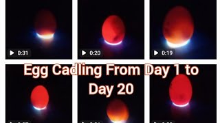 Egg Candling from day 1 to Day 20  Chicken Egg candling process [upl. by Lezley136]