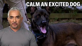 How To Calm A Belgian Malinois Dog  Dog Nation Episode 7  Part 3 [upl. by Thurlow]