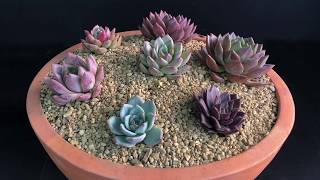 Echeveria agavoides Collection  Romeo and its Relatives Watering and Care [upl. by Buxton557]