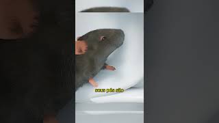 Como os Ratos e Cobras Entram no seu Banheiro 🐭🚽 curiosidades curiosidade fatos vocesabia [upl. by Anderegg508]