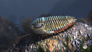 Trilobite an extinct marine arthropod from the Paleozoic Era [upl. by Lim]