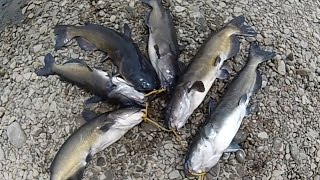 Bait Fishing 127  Cutbait Channel Catfish River Fishing [upl. by Yevre]