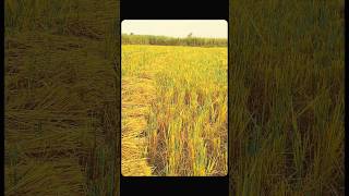 Pov You Are A Farmer  Cinematic Village Scenes  Aesthetic Videos shorts aesthetic [upl. by Harak]