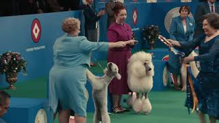 Official TurboTax Commercial  Dog Show [upl. by Anial]