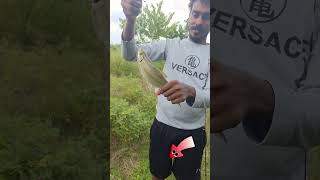 🎣🎣Mahseer ultralight fishing video ultralight fishing tips and tricks mahseerfish fishing shorts [upl. by Harras]