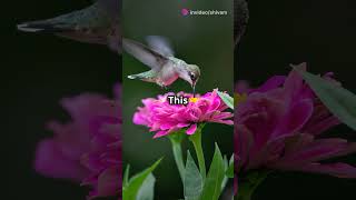 hummingbird s incredible wings hummingbirds hummingbird hummingbirdfacts hummingbirdwings [upl. by Isis]