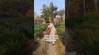 Cycas palm plant height 3ft 4 ft price wholesale gajraulanursery cycas plants nursery 😱bushy [upl. by Shamma]