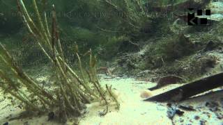 Amazon Tropical River Underwater Stock Video Footage 13 [upl. by Neron]