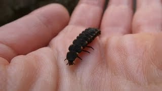 Glow Worm Lampyris noctiluca larva [upl. by Asilaj193]