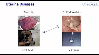 Uterine Health and Potential Connection with Genetic Variation [upl. by Moth]