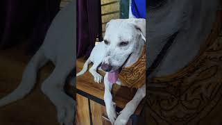 mixbreeddog comedyfilms amzing funny doglovers pets funnydoglover [upl. by Rimola]