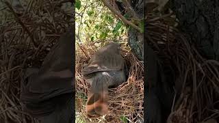 babbler bird removing bugs from nest shorts [upl. by Ahcsim]