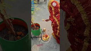 Akshaya Navmi  अक्षय नवमी terracegardener viralshorts indianfestival [upl. by Anabal]